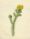 Yellow Gorse Flower (Ulex Europaeus) – 19th-century watercolour painting