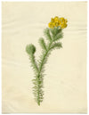 Yellow Gorse Flower (Ulex Europaeus) – 19th-century watercolour painting