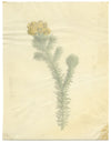 Yellow Gorse Flower (Ulex Europaeus) – 19th-century watercolour painting