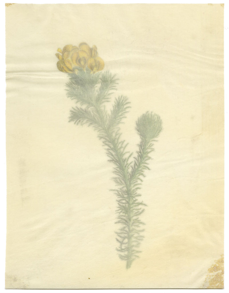 Yellow Gorse Flower (Ulex Europaeus) – 19th-century watercolour painting