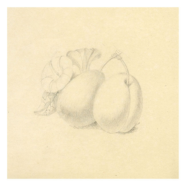 Plum Study with Morning Glory Flower – early 19th-century graphite drawing