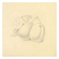 Plum Study with Morning Glory Flower – early 19th-century graphite drawing