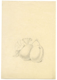 Studio di prugna con fiore di ipomea – disegno a grafite di inizio XIX secolo