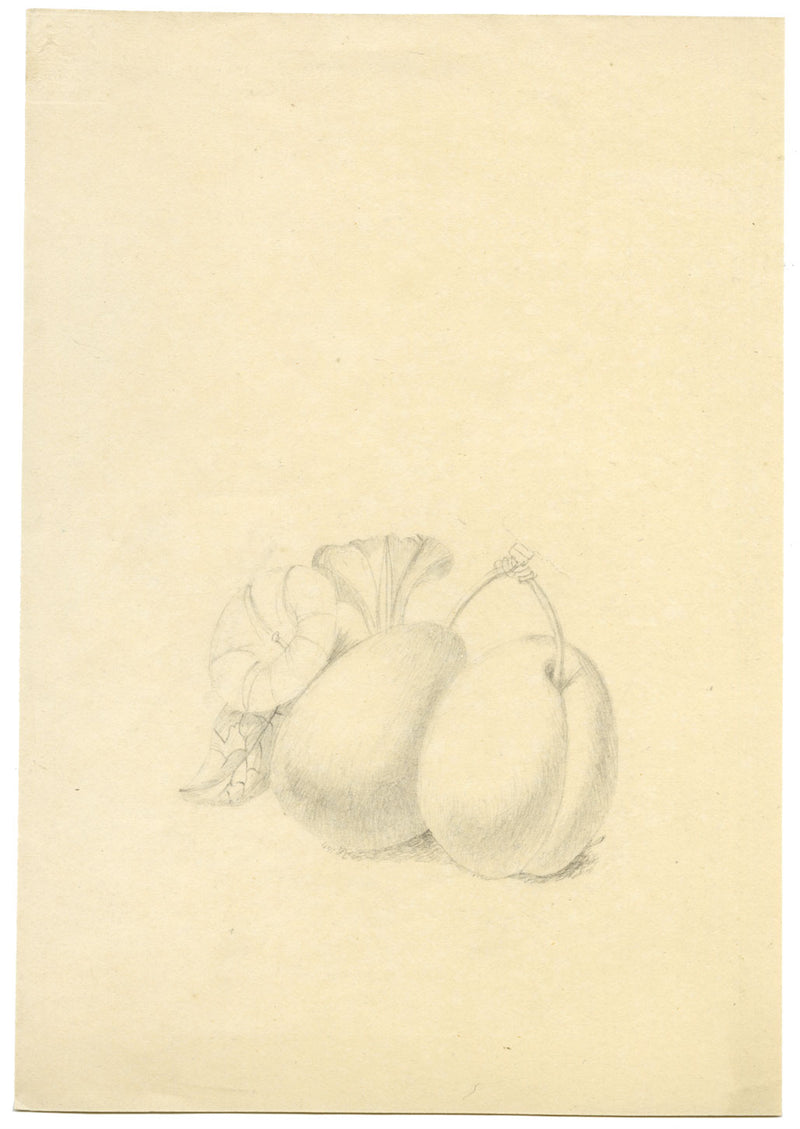Studio di prugna con fiore di ipomea – disegno a grafite di inizio XIX secolo