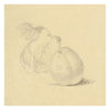 Plum Study – Original early 19th-century graphite drawing