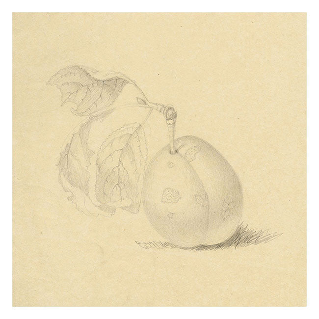Plum Study – Original early 19th-century graphite drawing