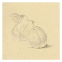 Plum Study – Original early 19th-century graphite drawing
