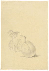 Plum Study – Original early 19th-century graphite drawing