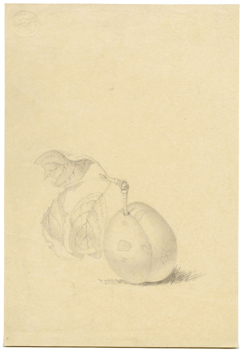 Plum Study – Original early 19th-century graphite drawing