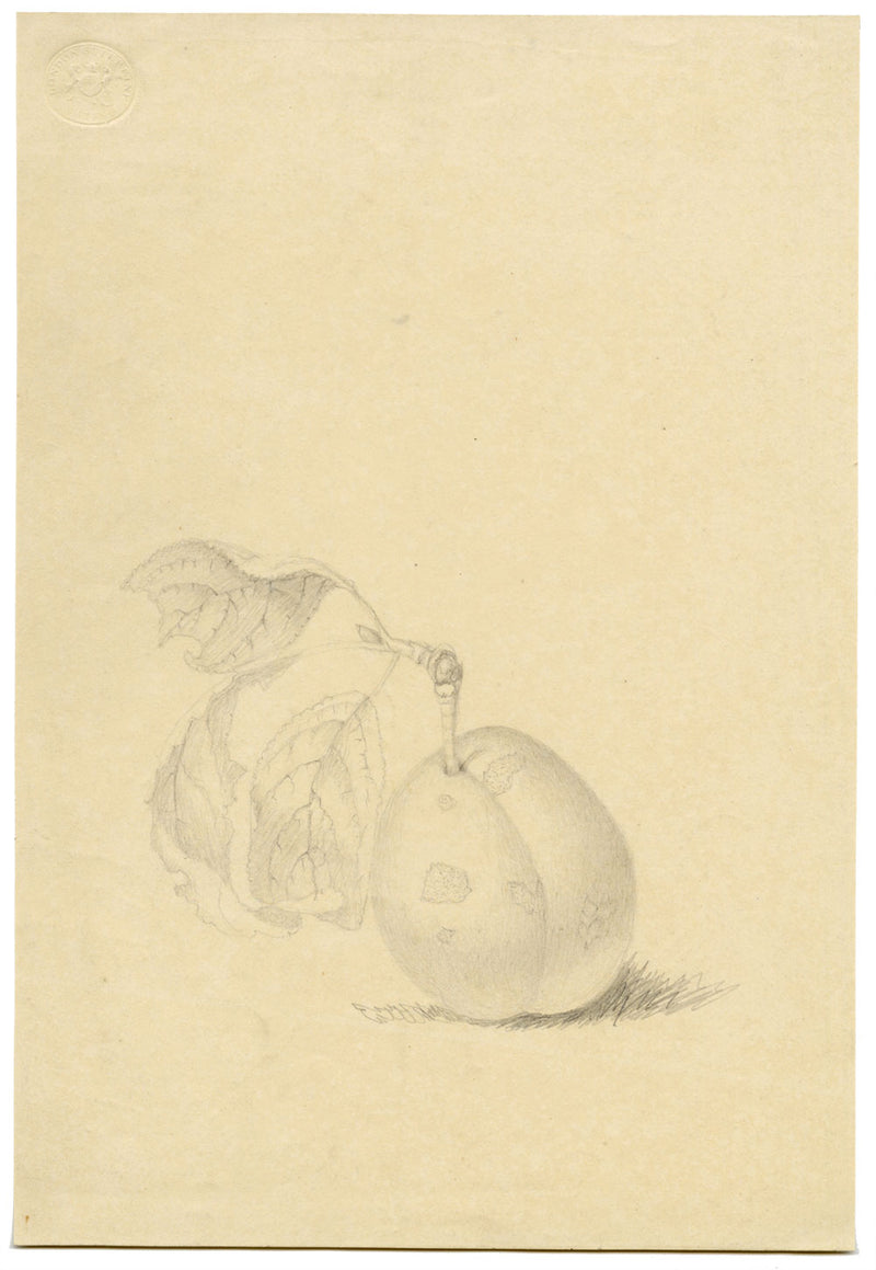 Plum Study – Original early 19th-century graphite drawing