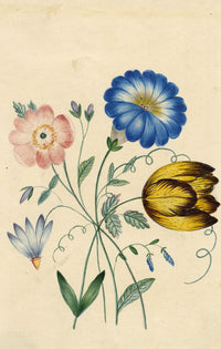 M. Locke, Morning Glory, Tulip Anemone Flower – early C19th watercolour painting
