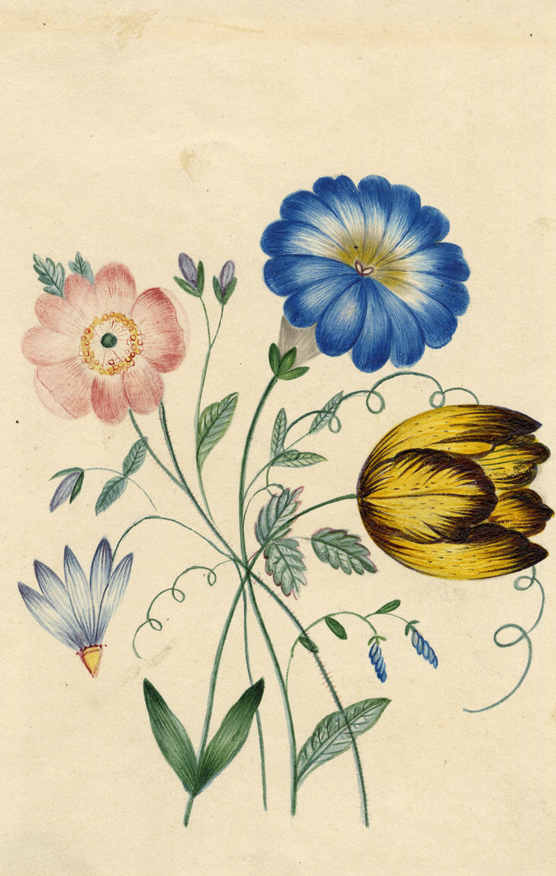 M. Locke, Morning Glory, Tulip Anemone Flower – early C19th watercolour painting