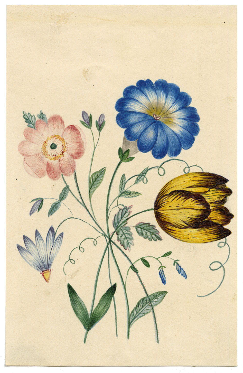 M. Locke, Morning Glory, Tulip Anemone Flower – early C19th watercolour painting