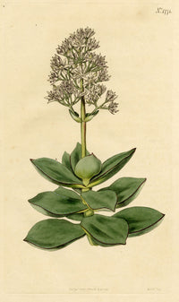 Curtis's Botanical Magazine, White Crassula – 1816 Hand-coloured Engraving Print