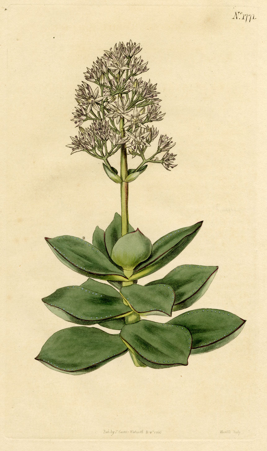 Curtis's Botanical Magazine, White Crassula – 1816 Hand-coloured Engraving Print