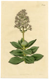 Curtis's Botanical Magazine, White Crassula – 1816 Hand-coloured Engraving Print