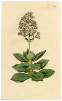 Curtis's Botanical Magazine, White Crassula – 1816 Hand-coloured Engraving Print