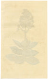 Curtis's Botanical Magazine, White Crassula – 1816 Hand-coloured Engraving Print