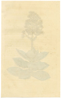 Curtis's Botanical Magazine, White Crassula – 1816 Hand-coloured Engraving Print