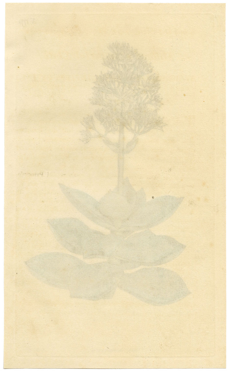 Curtis's Botanical Magazine, White Crassula – 1816 Hand-coloured Engraving Print