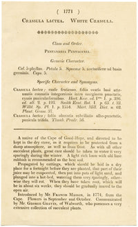 Curtis's Botanical Magazine, White Crassula – 1816 Hand-coloured Engraving Print