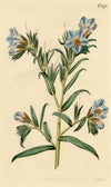 Curtis's Botanical Magazine, Viper's-Bugloss –1816 Hand-coloured Engraving Print