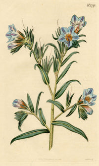 Curtis's Botanical Magazine, Viper's-Bugloss –1816 Hand-coloured Engraving Print