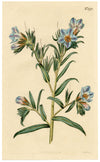 Rivista botanica di Curtis, Vipera-Bugloss – Stampa incisa a mano del 1816