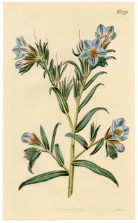 Rivista botanica di Curtis, Vipera-Bugloss – Stampa incisa a mano del 1816