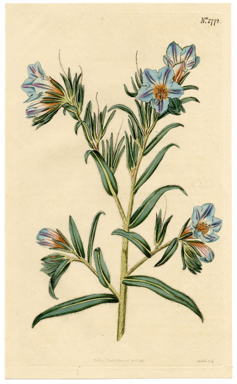 Rivista botanica di Curtis, Vipera-Bugloss – Stampa incisa a mano del 1816