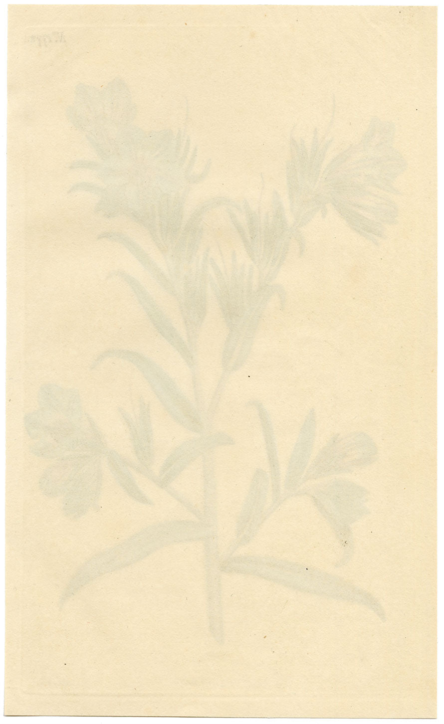 Rivista botanica di Curtis, Vipera-Bugloss – Stampa incisa a mano del 1816