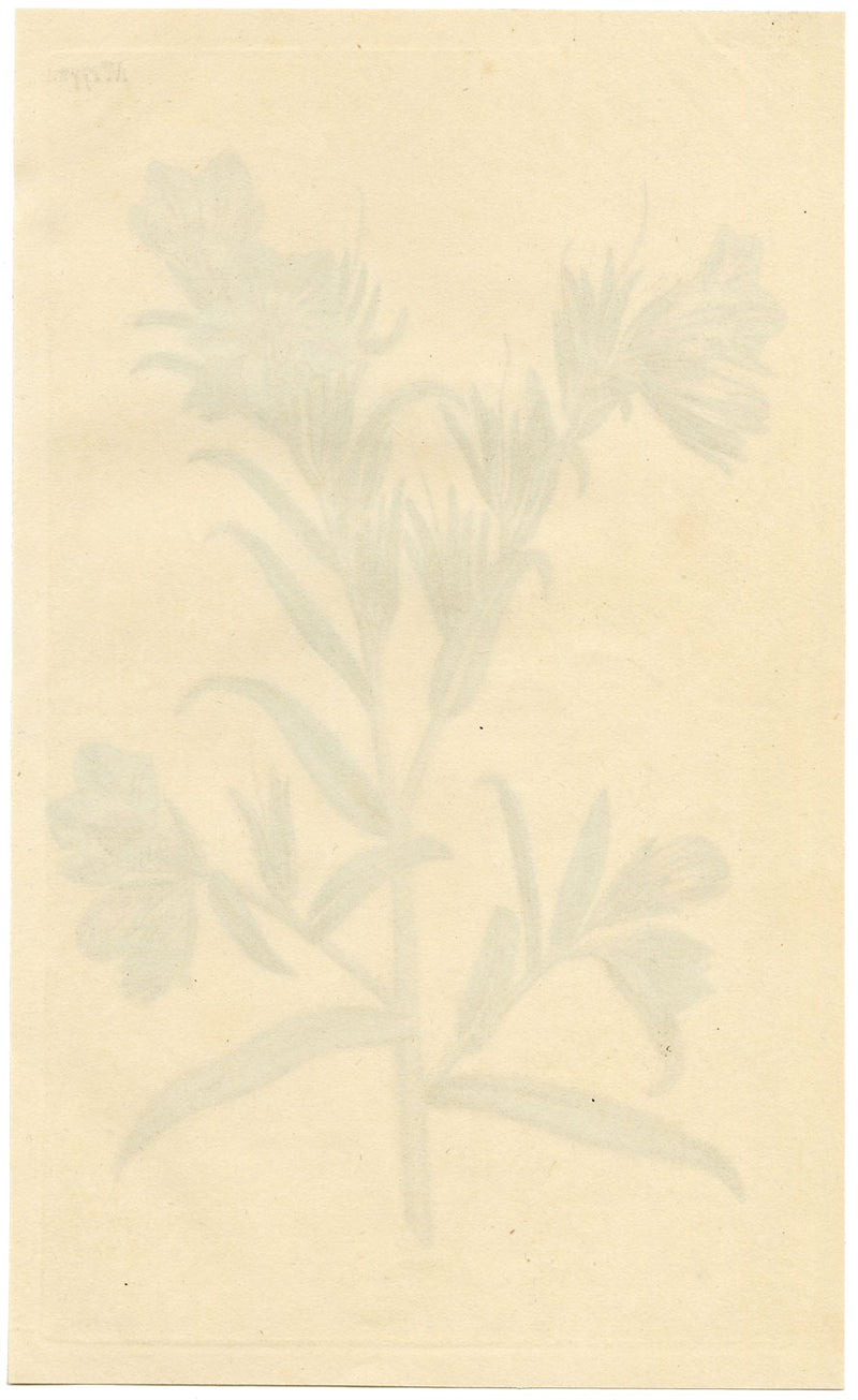 Rivista botanica di Curtis, Vipera-Bugloss – Stampa incisa a mano del 1816