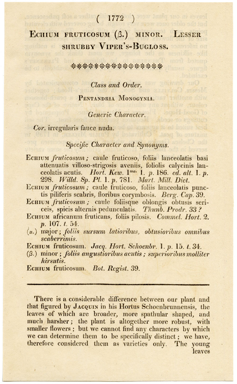 Rivista botanica di Curtis, Vipera-Bugloss – Stampa incisa a mano del 1816