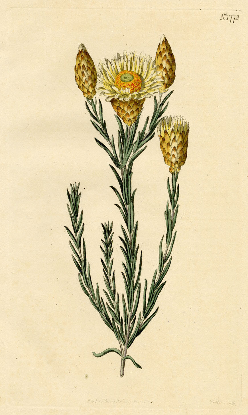 Curtis's Botanical Magazine, Shining Elichrysum – 1816 Hand-coloured Engraving