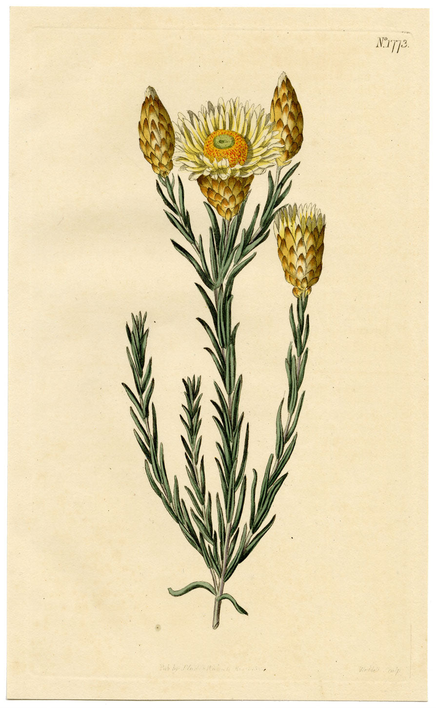 Rivista botanica di Curtis, Elichrysum splendente – Incisione colorata a mano del 1816