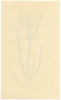 Rivista botanica di Curtis, Elichrysum splendente – Incisione colorata a mano del 1816
