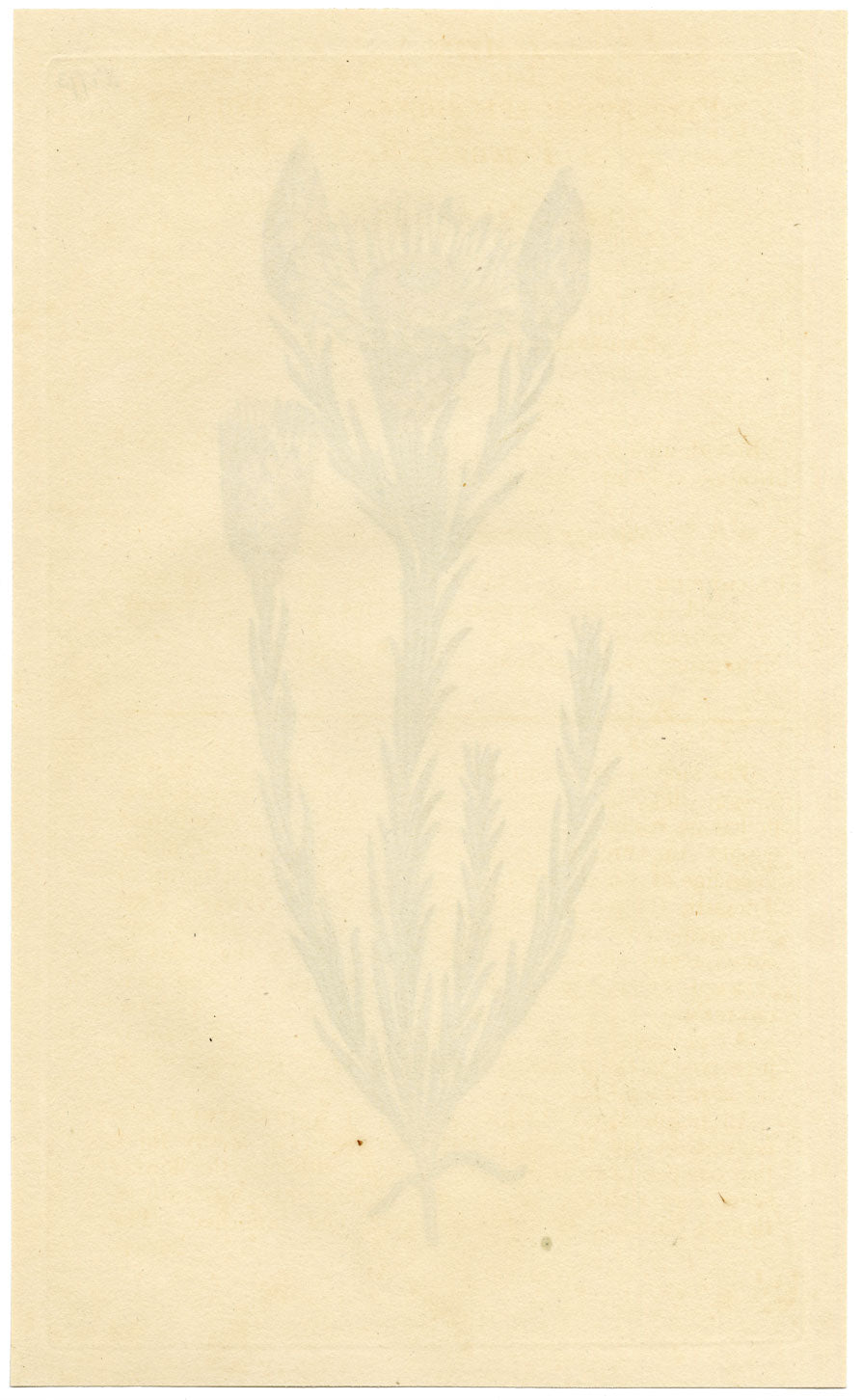 Rivista botanica di Curtis, Elichrysum splendente – Incisione colorata a mano del 1816