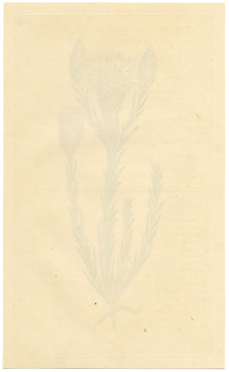 Rivista botanica di Curtis, Elichrysum splendente – Incisione colorata a mano del 1816