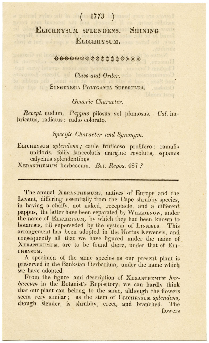 Rivista botanica di Curtis, Elichrysum splendente – Incisione colorata a mano del 1816