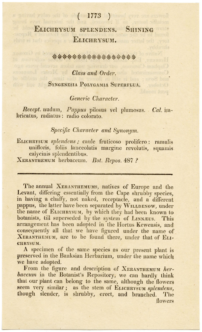 Rivista botanica di Curtis, Elichrysum splendente – Incisione colorata a mano del 1816