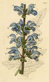 Curtis's Botanical Magazine, Two-Coloured Sage – 1816 Hand-coloured Engraving