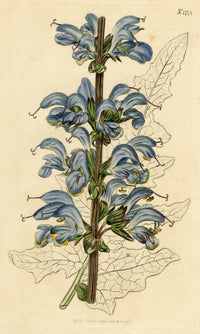 Curtis's Botanical Magazine, Two-Coloured Sage – 1816 Hand-coloured Engraving