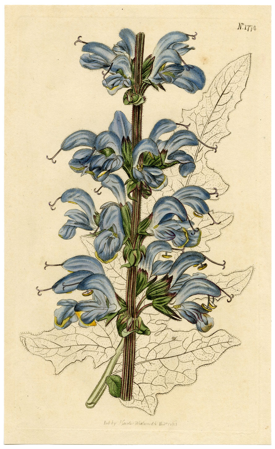 Rivista botanica di Curtis, salvia bicolore – incisione colorata a mano del 1816