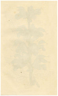 Curtis's Botanical Magazine, Two-Coloured Sage – 1816 Hand-coloured Engraving
