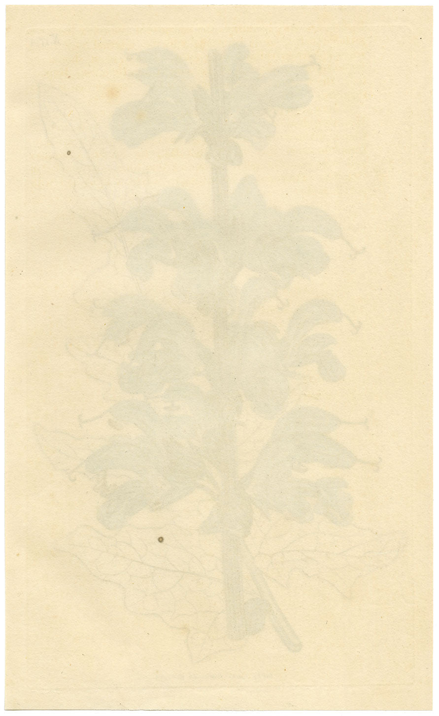 Curtis's Botanical Magazine, Two-Coloured Sage – 1816 Hand-coloured Engraving