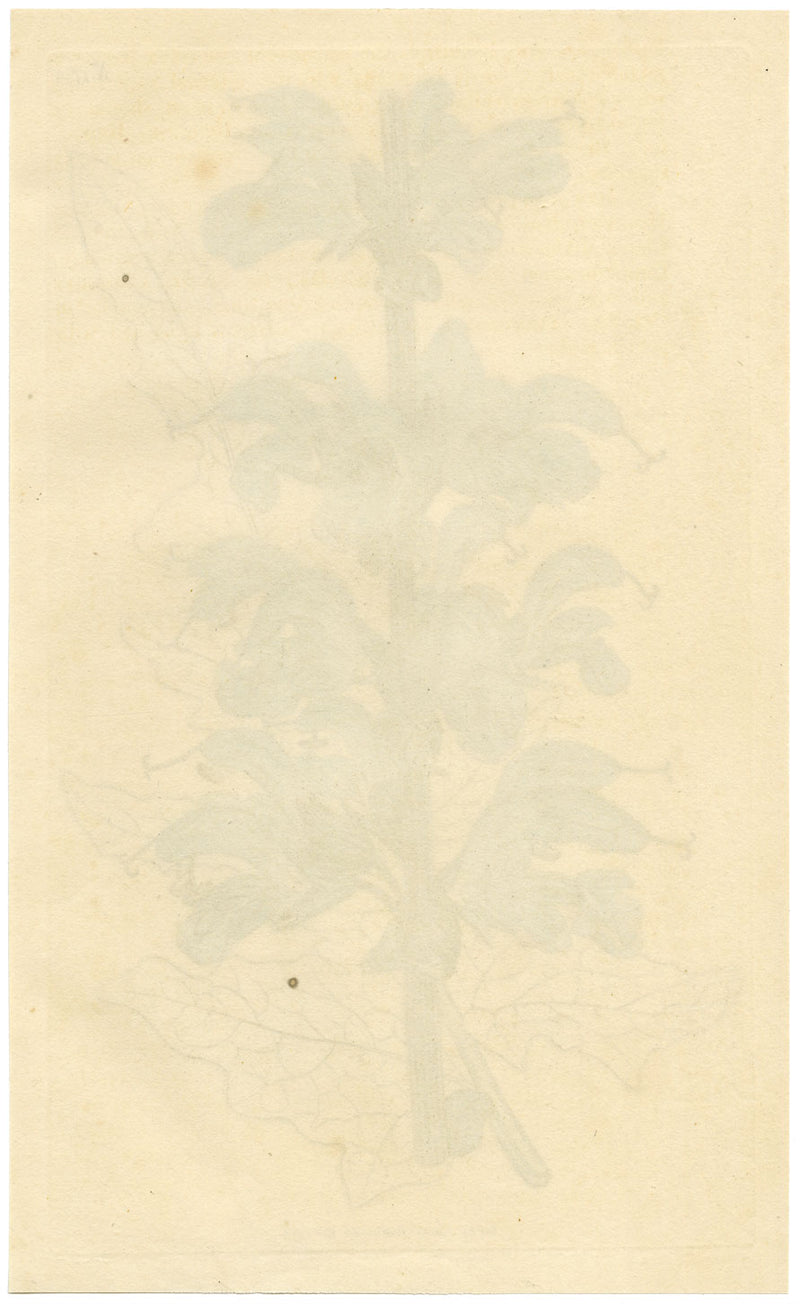 Curtis's Botanical Magazine, Two-Coloured Sage – 1816 Hand-coloured Engraving