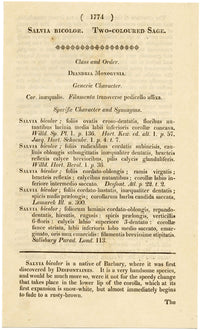 Curtis's Botanical Magazine, Two-Coloured Sage – 1816 Hand-coloured Engraving