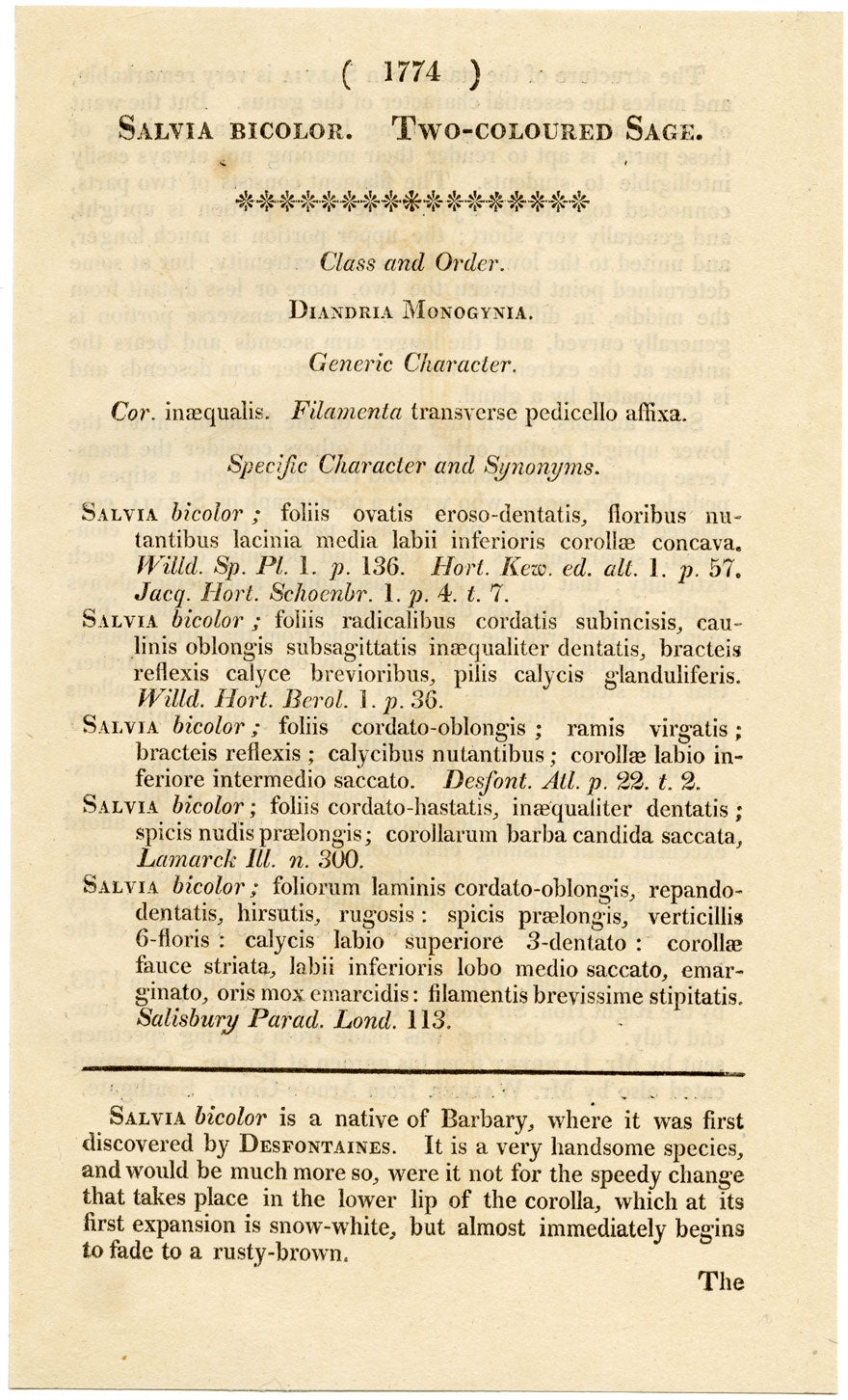 Curtis's Botanical Magazine, Two-Coloured Sage – 1816 Hand-coloured Engraving