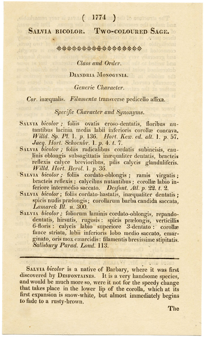 Curtis's Botanical Magazine, Two-Coloured Sage – 1816 Hand-coloured Engraving