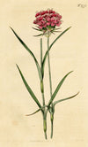 Curtis's Botanical Magazine, Cluster-Headed Pink – 1816 Hand-coloured Engraving
